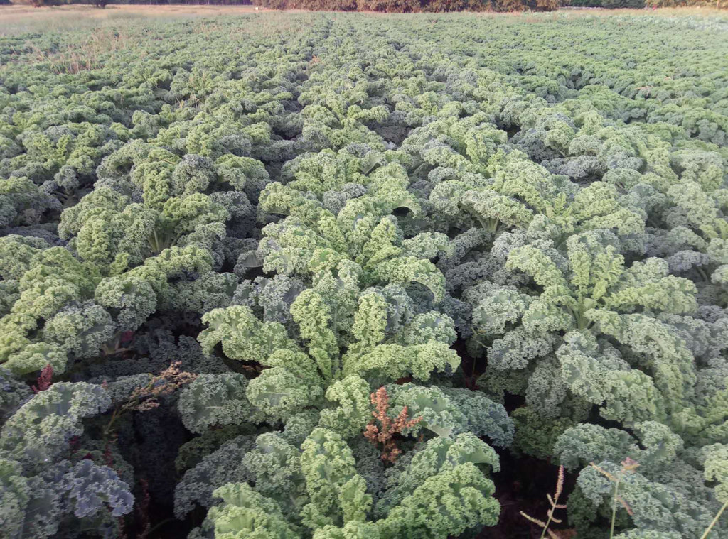 Bio Grünkohl