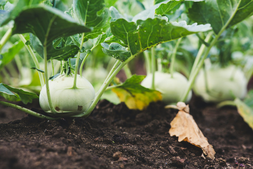 Kohlrabi, 15 Stück