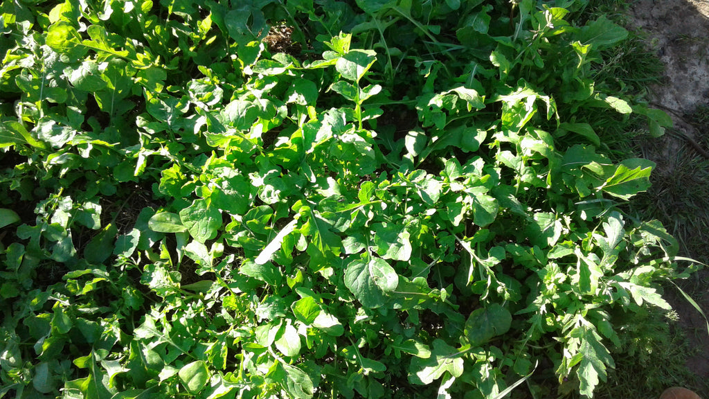 Rucola, lose