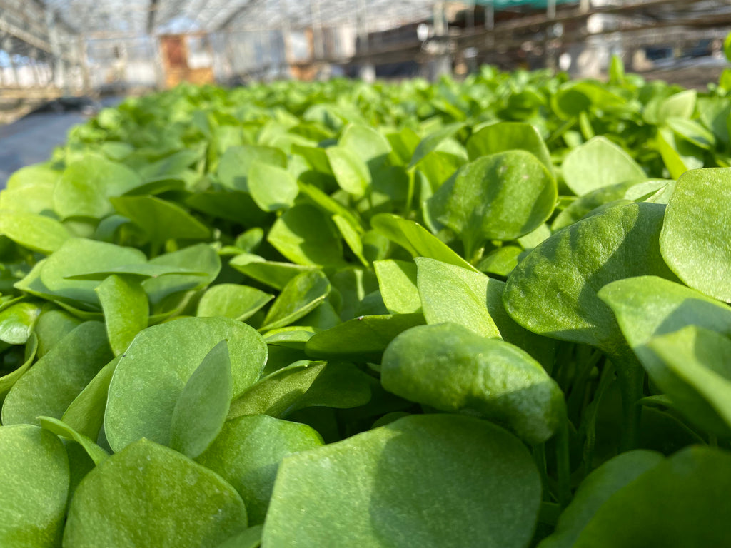 Postelein (Winter-Portulak 0,5 Kg )