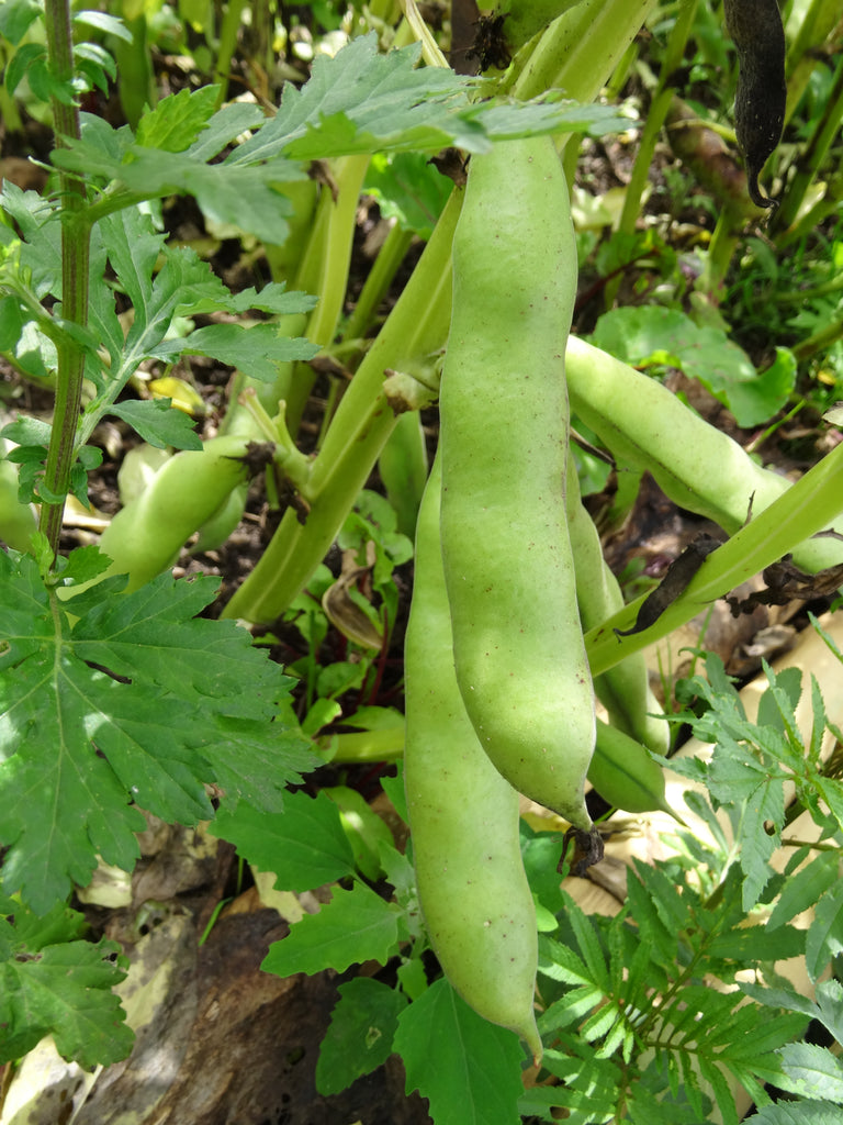 Saatgutportion Dicke Bohne Frühe Weißkeimige