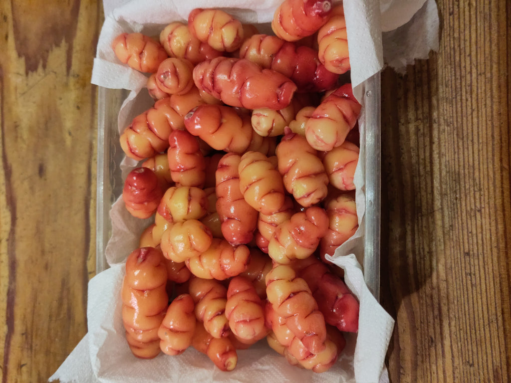 Oca, knalligen Sauerklee Schale 200g