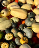 Bio Kürbis Mix