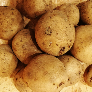 Bio Kartoffel Wega 12,5 kg Netzsack