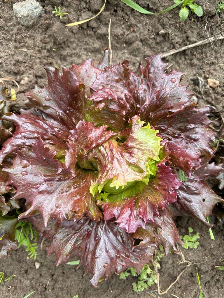 Bio Bataviasalat, rot