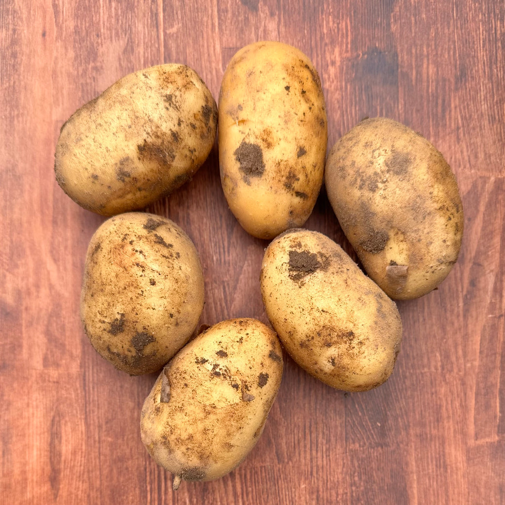 Bio Frühkartoffeln Otolia, vfk