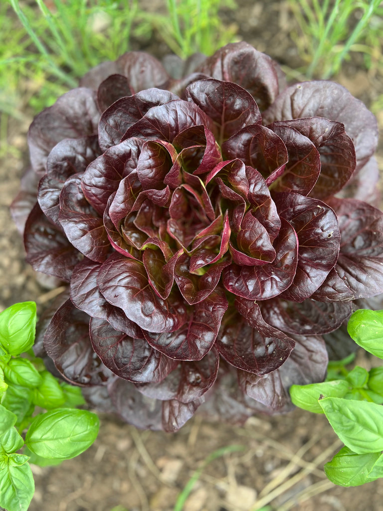 Bio Salanova Blattsalat, rot