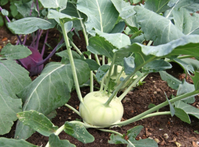 Kohlrabi 10 Stück
