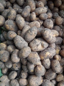 Bio Kartoffeln Sorte Linda 12,5 kg