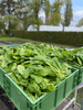 Spinat (Blattspinat - Frisch) 300g - 400g
