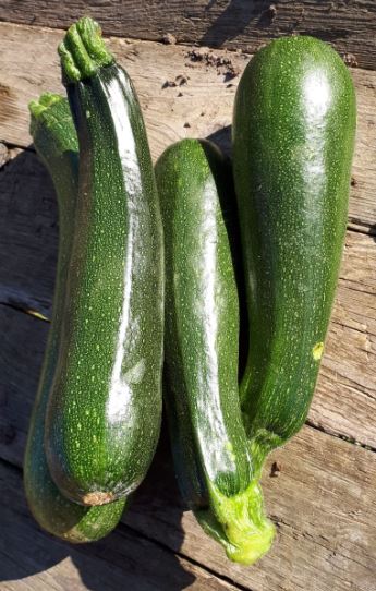 Zucchini grün