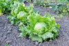 Bio-Eisbergsalat