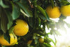 Demeter Grapefruits aus permakultureller Landwirtschaft