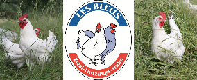 Poulet Les Bleus, ca. 1,8 kg, frisch, nächster Schlachttermin kw 5, 2019