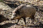 Wildschweinfleisch auf Vorbestellung, bis zu 10 Tagen