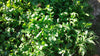Rucola, 1 kg