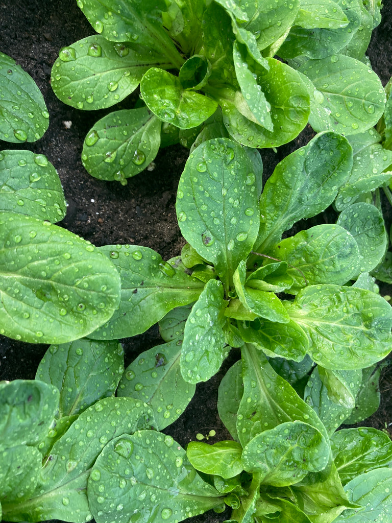 Feldsalat (0,5 Kg)