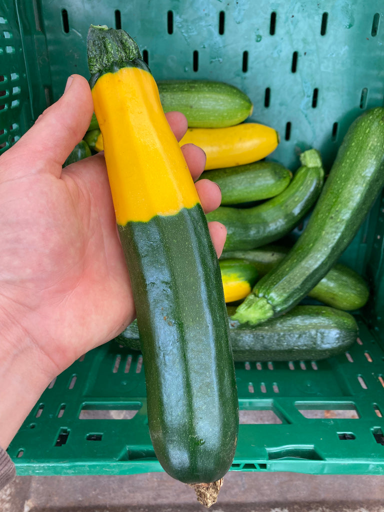 Zucchini grün/gelb (3,00€/kg)
