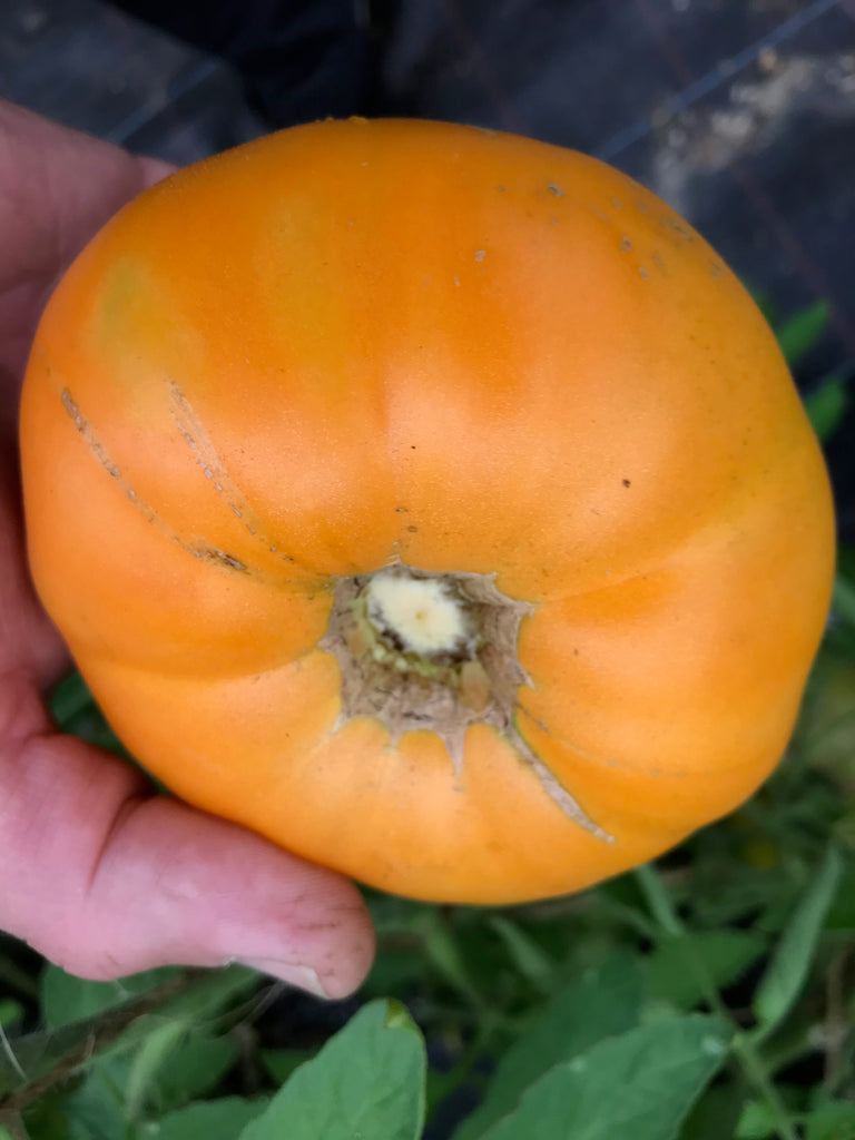 Bio Tomate Ochsenherz orange