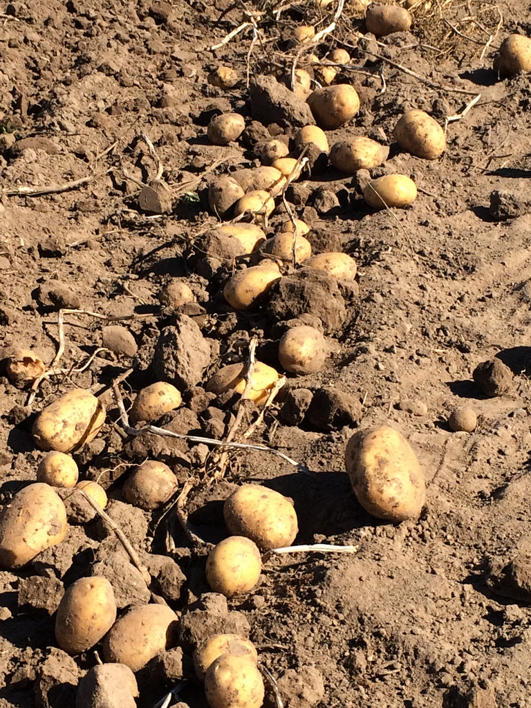 3 x 5kg Kartoffeln DARLING (festkochend) - in Papiertüte